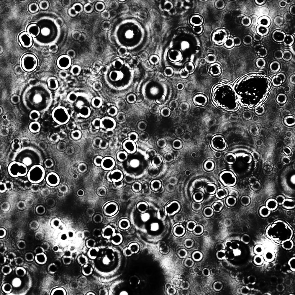 ImageJ=1.53c
unit=inch